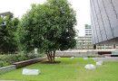 Goma_Tree_terrace_highres