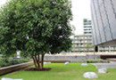 Goma_Tree_terrace_lowres