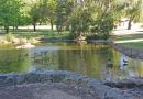 Duck_pond-large