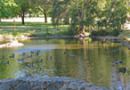 Duck_pond-small