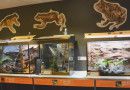 Western_Australian_Museum_Frog_Exhibition